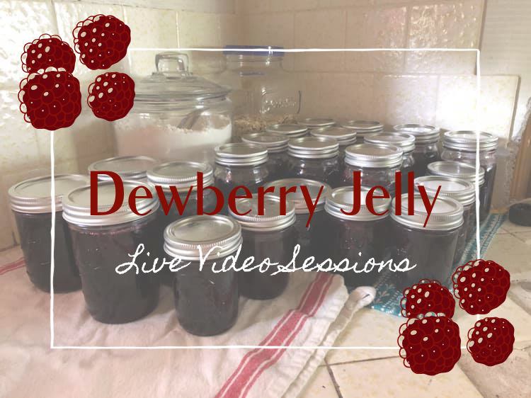 Making Dewberry Jelly| Live Sessions Compilation|